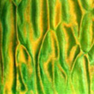 Lime Green Burst Quilt Maple (+£0.00)